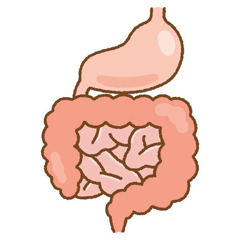 腸胃